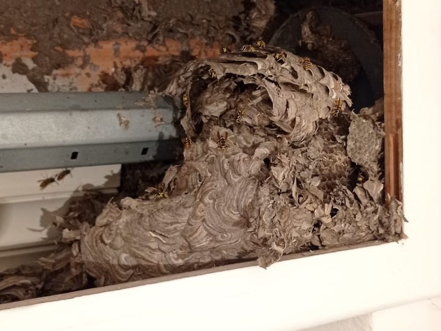 Nido nel cassonetto di una tapparella