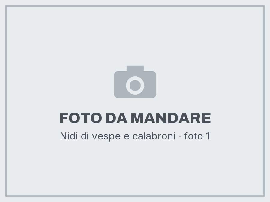 Nidi di vespe e calabroni: foto da mandare