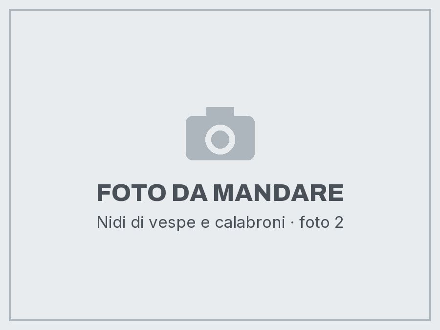 Nidi di vespe e calabroni: foto da mandare